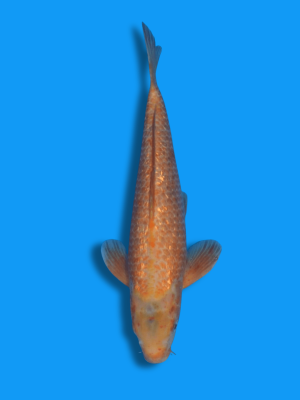 Golden Corn | Koi&Co.